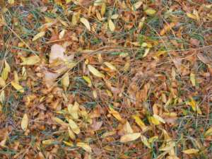 Took the troops to the park after the park, but before out Thanksgiving feast.  I loved this patch of leaves and seeds on the ground.