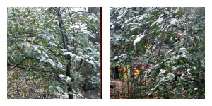 Snowfall Collage 1