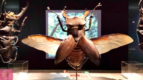 Reese_Speaks_Museum_Of_Nature_Big_Bugs_Large_Display_3_Photo_10212015