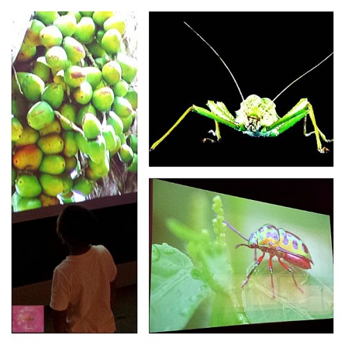 Reese_Speaks_Museum_Of_Nature_Big_Bugs_Video_Projection_Walls_Collage_Photo_10212015